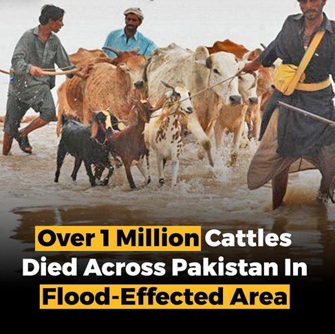 1M cattle died during Flood in Pakistan 2022