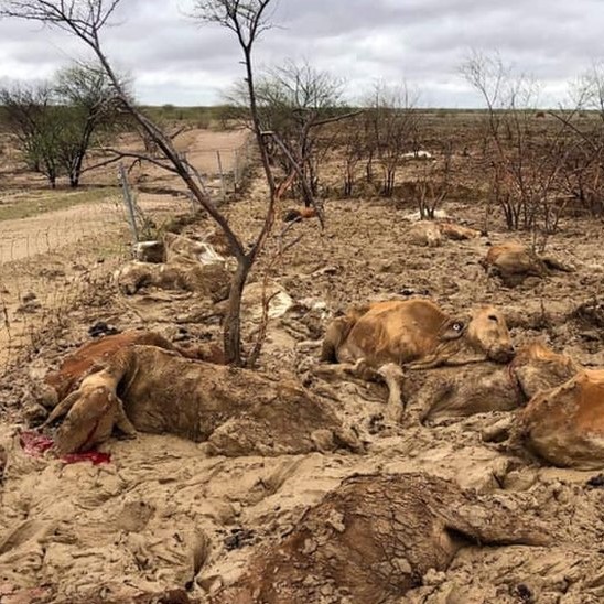 1M cattle died during Flood in Pakistan 2022